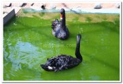Swans at mysore zoo 1
