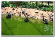 Swans at mysore zoo 2