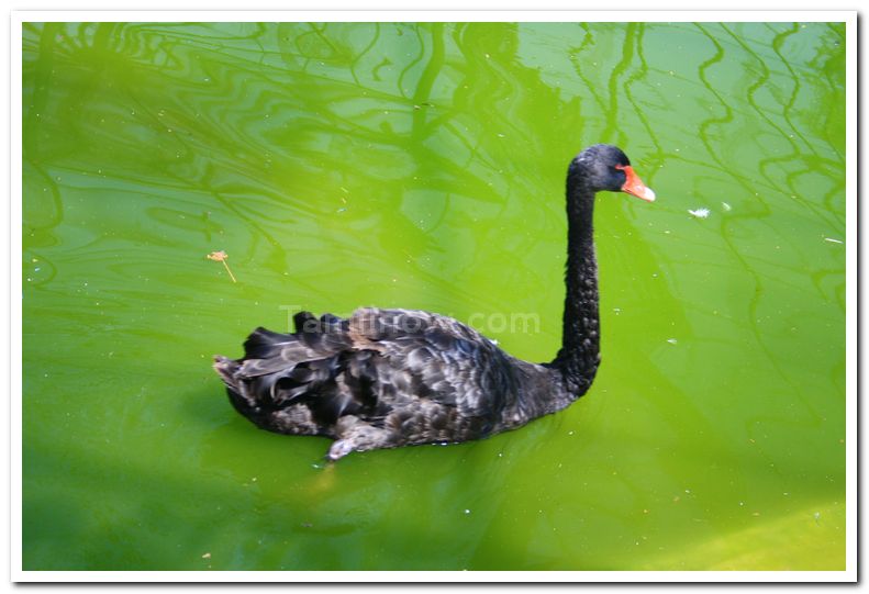 Swans at mysore zoo 3