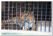 Tiger at mysore zoo 1