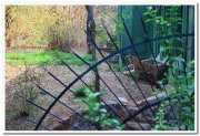 Tiger at mysore zoo 2