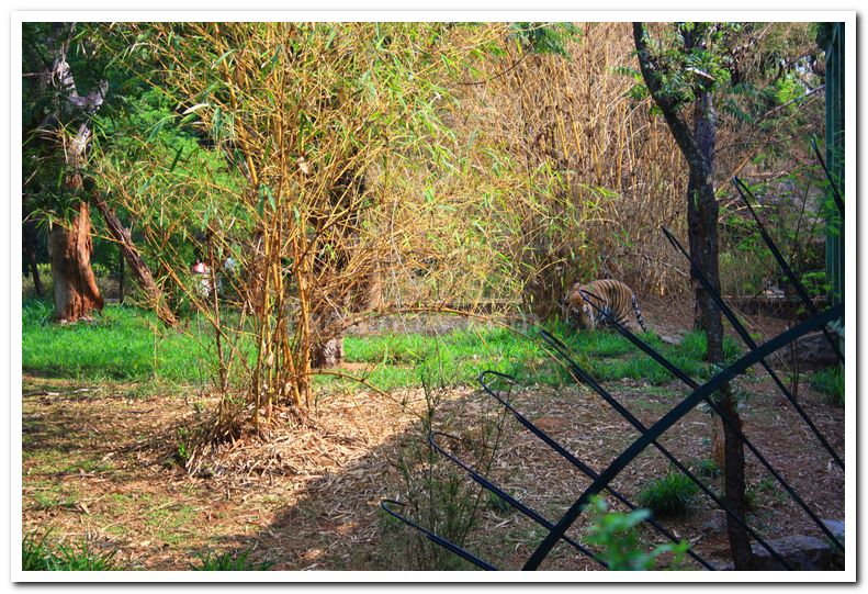 Tiger at mysore zoo 3