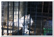 White tiger at mysore zoo