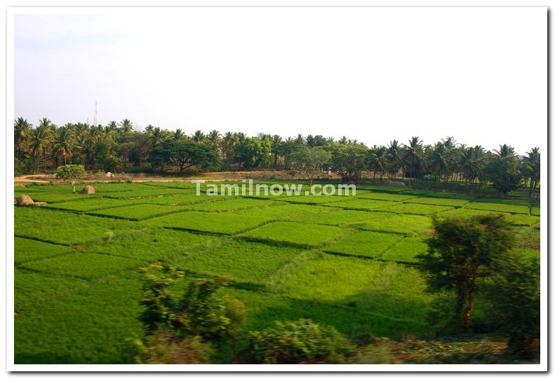 Paddy fields mysore