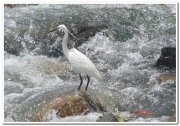 Bird in water