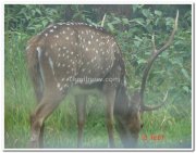 Deer in nagarhole national park