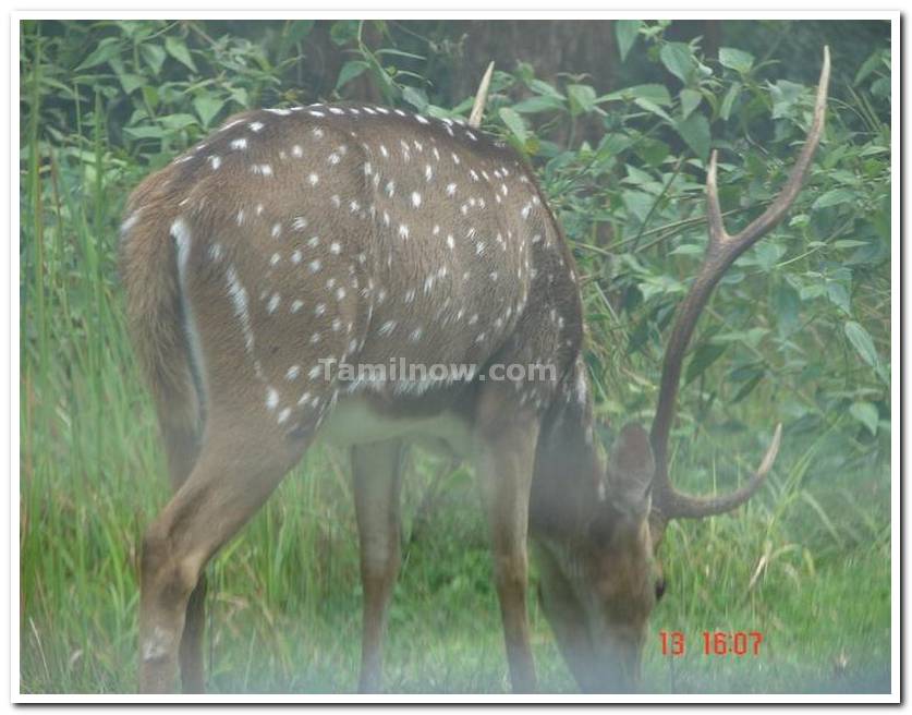 Deer in nagarhole national park