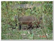 Nagarhole national park animals