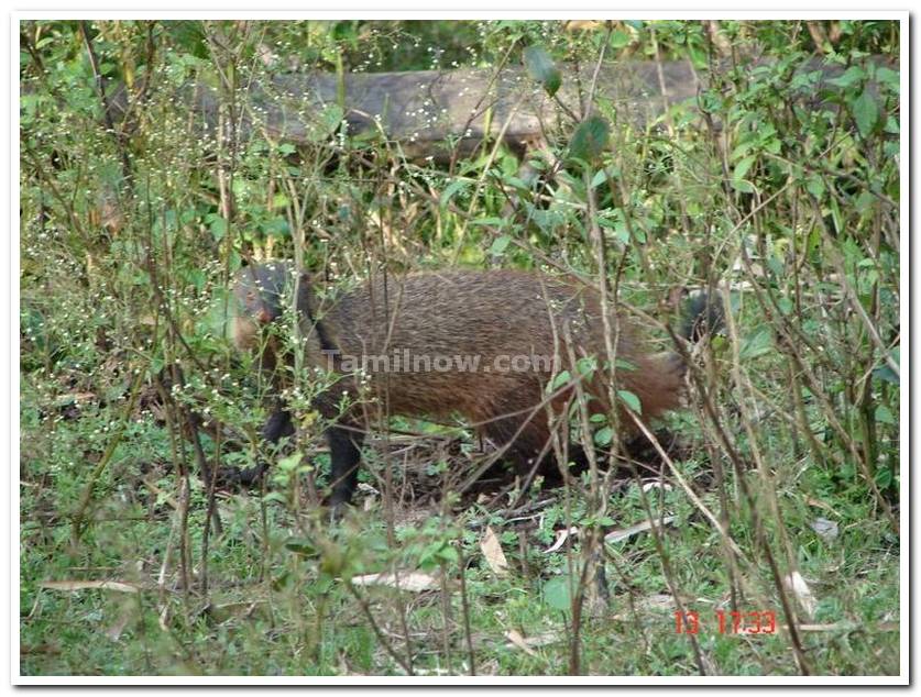 Nagarhole national park animals