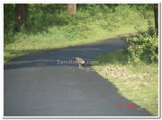 Nagarhole national park road