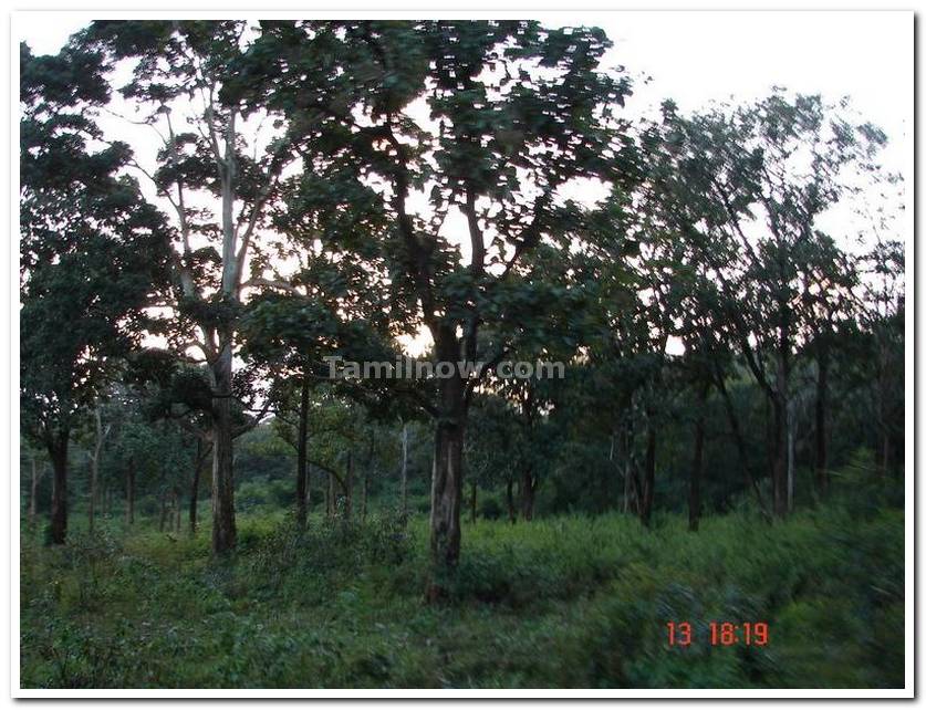 Nagarhole national park still