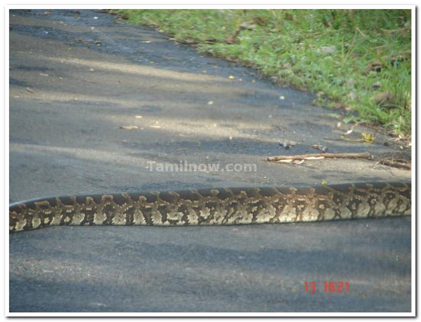 Snake in nagarhole national park