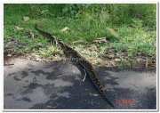 Snake in nagarhole park