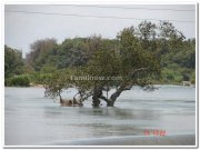 Tree in water