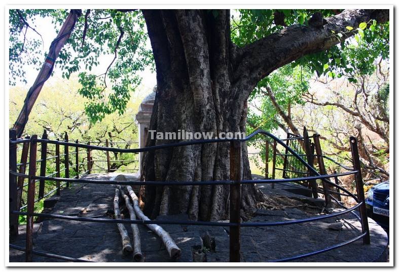 Tree near ramlinga temple entrance