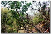 Trees near ramlinga temple