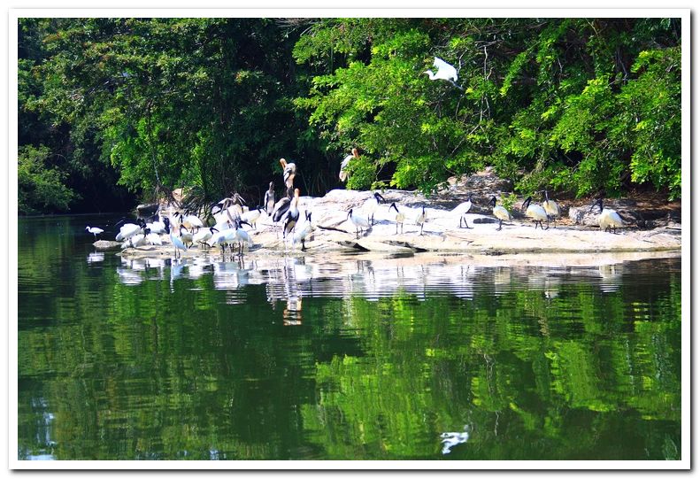 Painted stork at ranganathittu 1