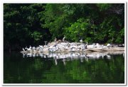 Painted stork at ranganathittu 2