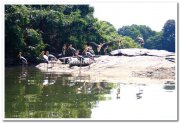 Painted stork photos 3