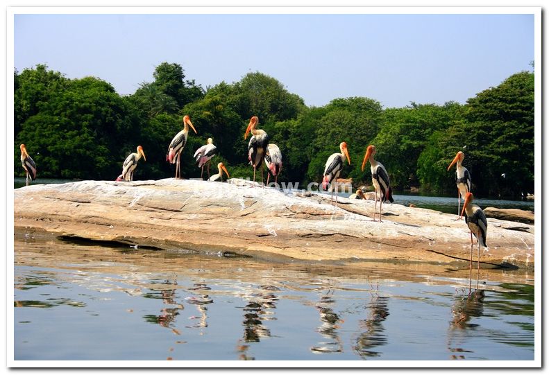 Painted stork photos 4