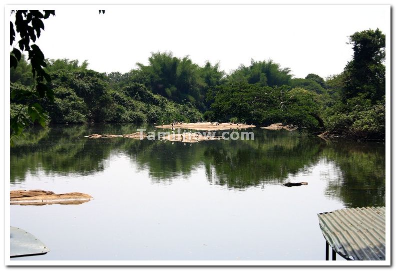 Ranganathittu bird sanctuary photo 2