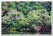 Ranganathittu bird sanctuary photos 1