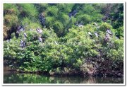 Ranganathittu bird sanctuary photos 1