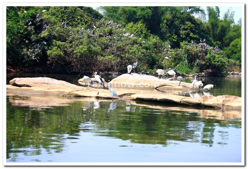 Ranganathittu bird sanctuary photos 2