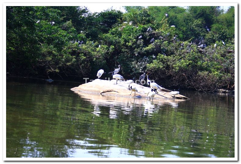 Ranganathittu bird sanctuary photos 3