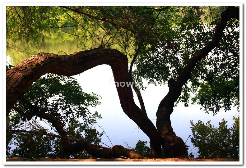 Trees along the lake coast