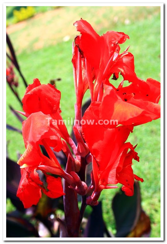 Gumbaz garden flowers