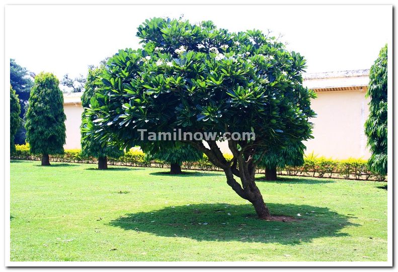 Gumbaz lawn