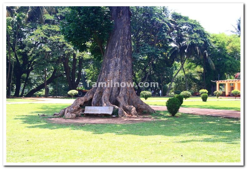 Old tree near summer palace