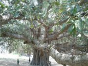 Big trees inside gingee fort 1
