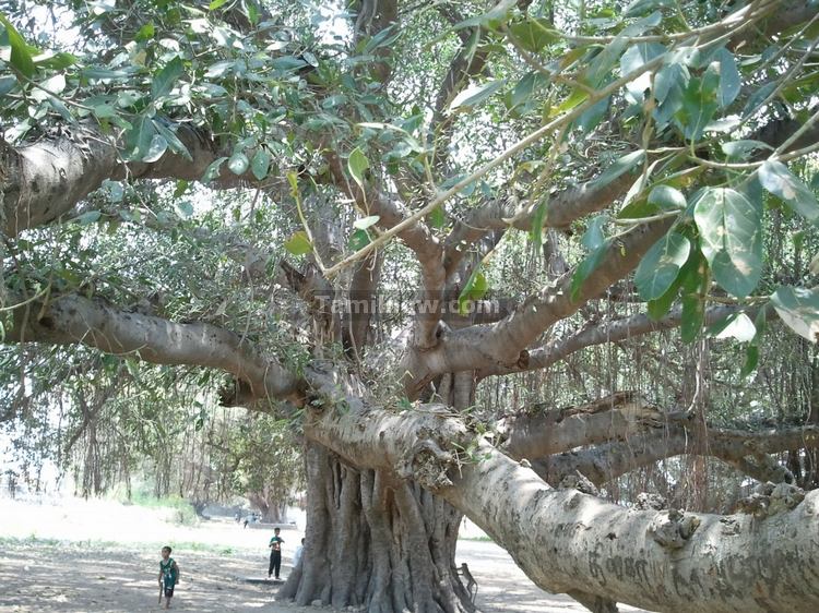 Big trees inside Rajagiri Fort Gingee