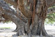 Big trees inside gingee fort 2
