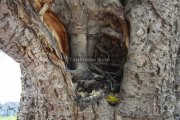 Big trees inside gingee fort 3