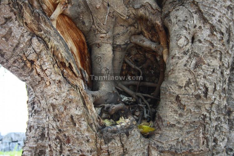 A Tree inside Gingee Fort Photo