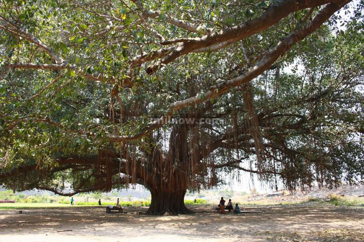 Senji Fort Big Trees