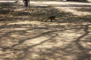 Gingee fort near tiruvannamalai photo 14