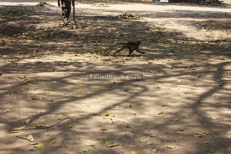 A Monkey at the Gingee Fort