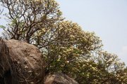 Gingee fort photo 18