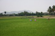 Ladies working in paddy fields gingee