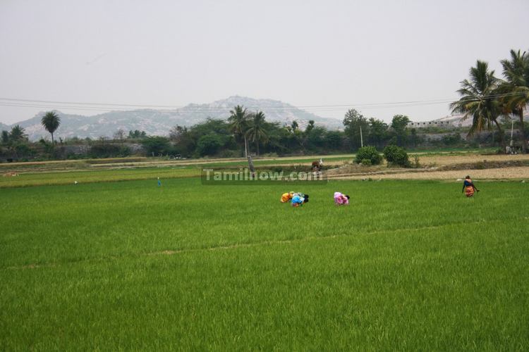 Women working in Paddy Fields at Gingee