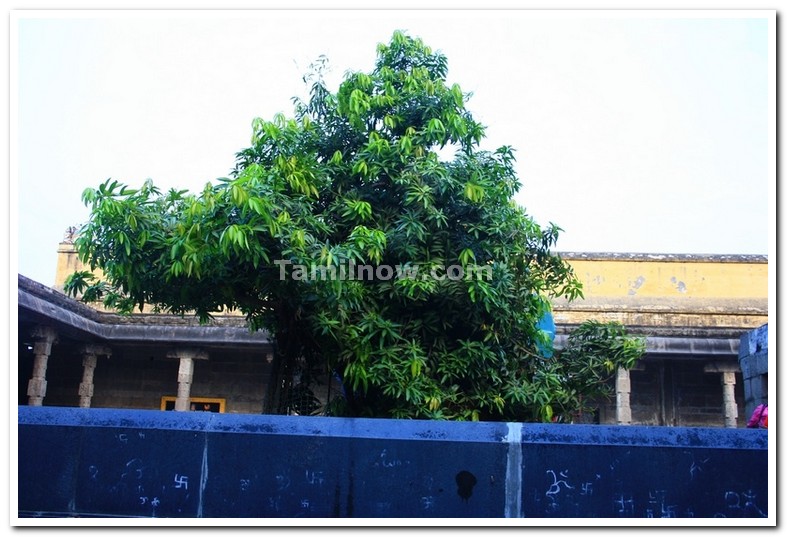 Ekambaranatha temple sthala virutcham