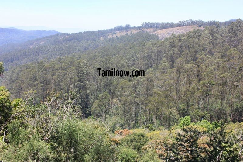 Kodaikanal forest tour 690