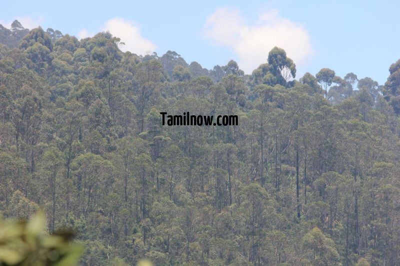 Kodaikanal trees 313