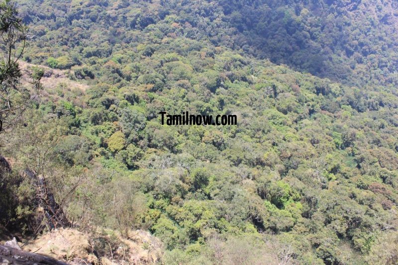 Medicine forests kodaikanal hills 477