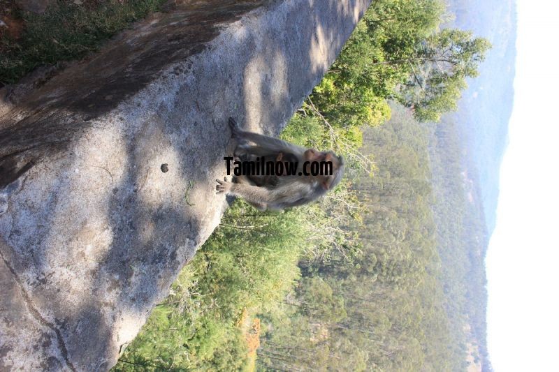 Monkey at kodaikanal 121