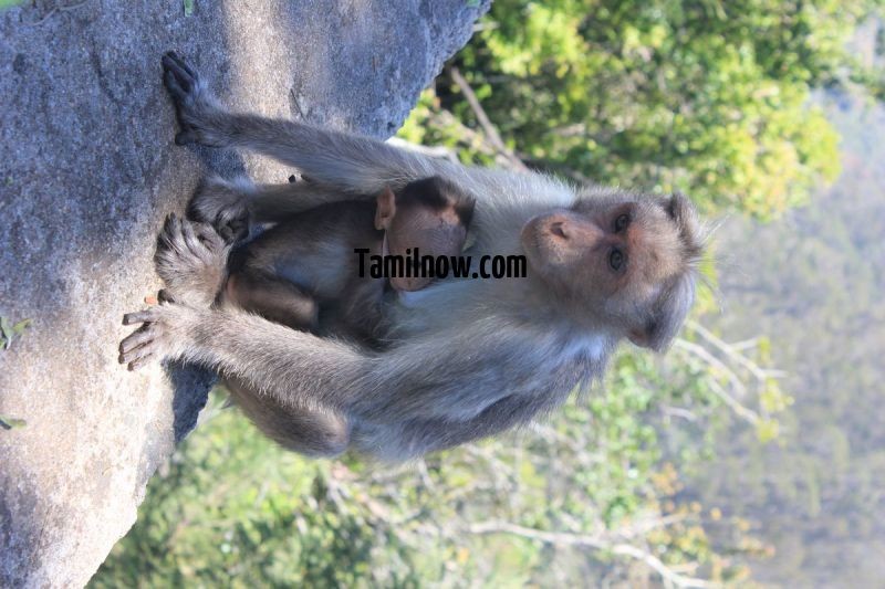 Monkey with baby at kodaikanal 880